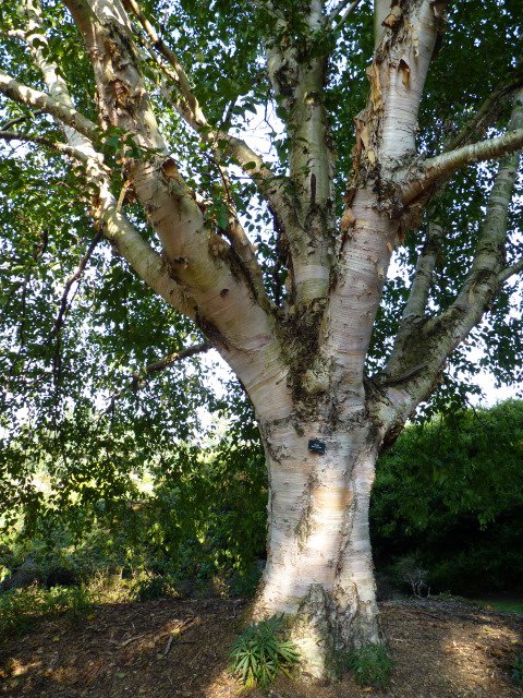 Betula albo-sinensis